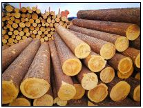 防腐木建筑的木屋它的优势所在